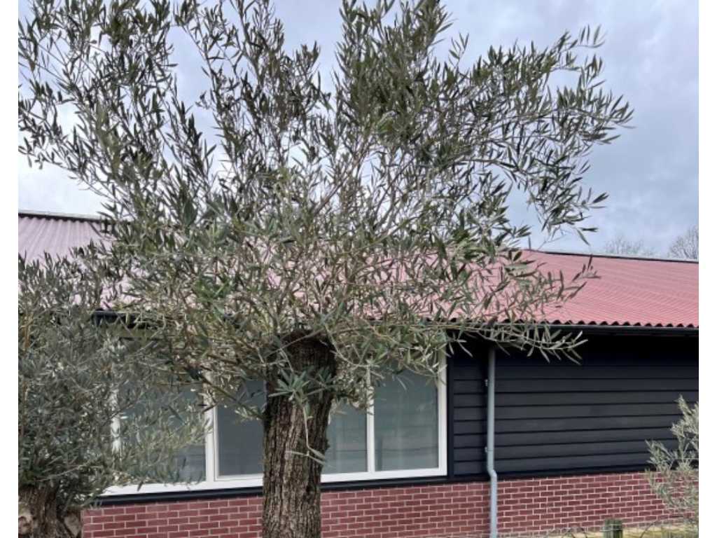Olivenbaum. Stammumfang 60 - 80 cm. 
