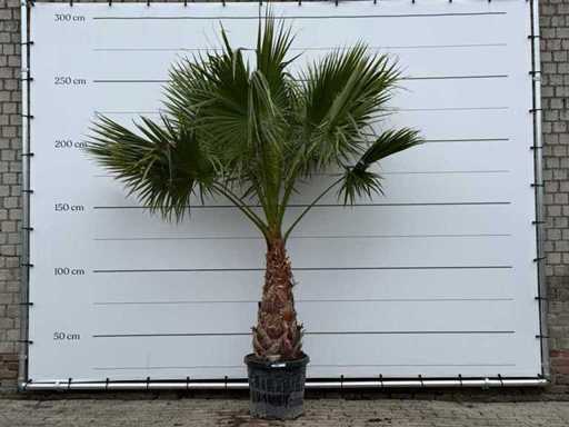 Mexican fan palm - Washingtonia Robusta - trunk 100 cm - height approx. 280 cm