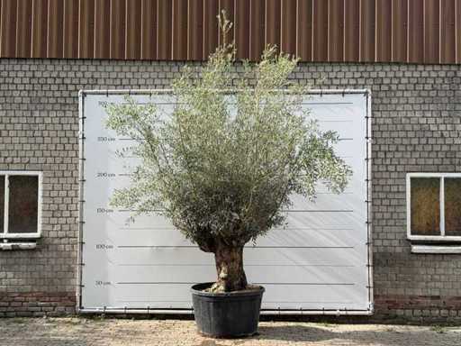 Bonsai d'ulivo - Olea Europaea - circa 80 anni - altezza circa 280 cm