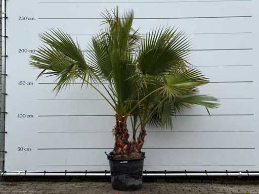 Mexican fan palm multi-stemmed - Washingtonia Robusta - height approx. 230 cm