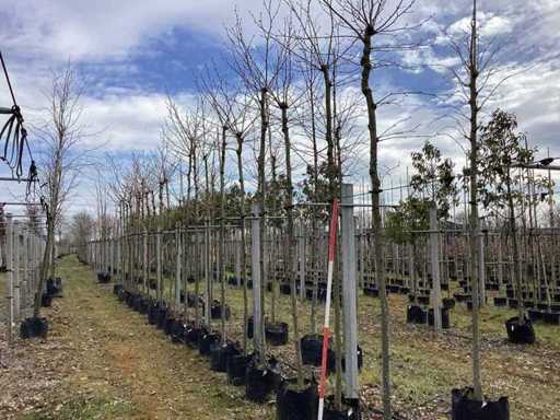 Platane - Topiaire (5x)