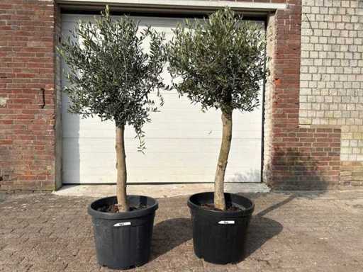 Olive tree Florida - Olea europaea - Hauteur environ 170 cm (2X)