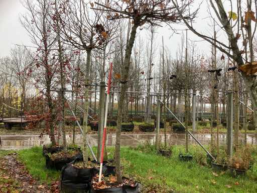 Sweet gum - Copacul de acoperiș