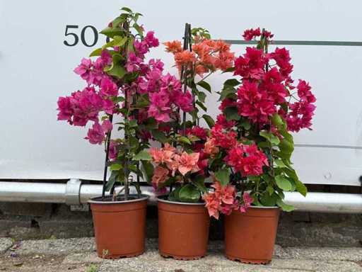 3x Bougainvillea piramide mix - Bougainvillea - hoogte ca. 60 cm