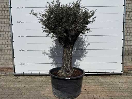 Olivenbaum alte Haut – Olea Europaea – ca. 80 Jahre alt – Höhe ca. 230 cm
