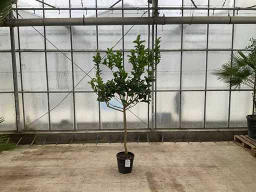 Ręka Buddy (Citrus Medica)