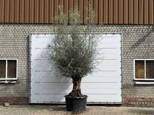 Olive tree Bonsai - Olea Europaea - approx. 80 years old - height approx. 280 cm