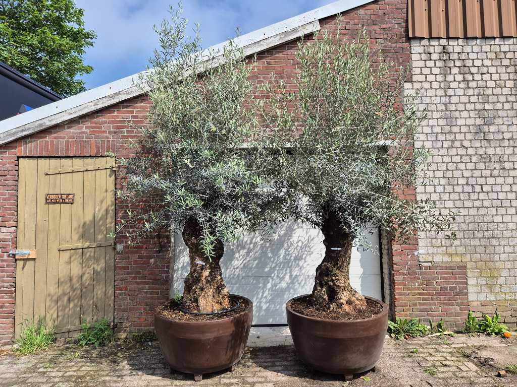 2x Olijfboom Bonsai in sierpot - Olea Europaea - 30 jaar oud - hoogte ca. 300 cm