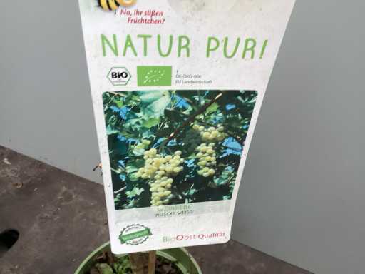 Assortiment diverse fruit en bessenstruiken - Druiven - Bramen en Bessen (x50)