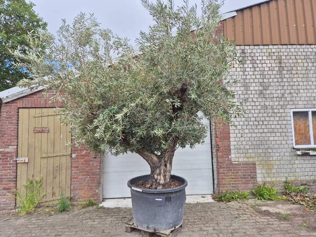 Olijfboom Multibol - Olea Europaea - 75 jaar oud - hoogte ca. 350 cm