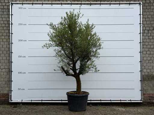 Măslinul Piel Joven - Olea Europaea - aprox. 40 de ani - înălțime aprox. 270 cm