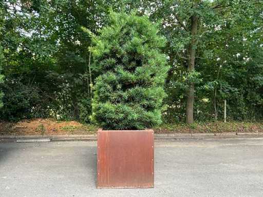 Podocarpus