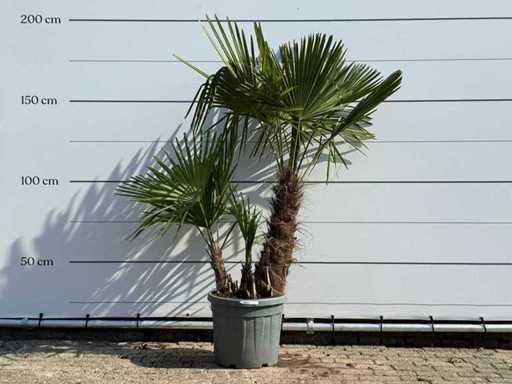 Palmier evantaiul chinezesc cu tulpină triplă - Trachycarpus Fortunei - înălțime aprox. 180 cm