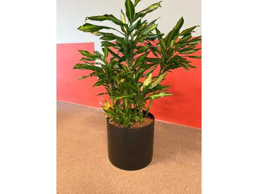 Pflanzen mit Töpfen