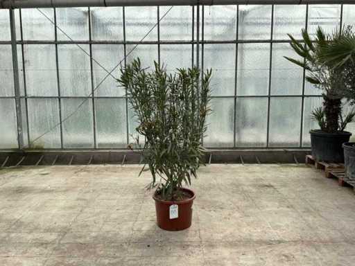Nerium Oleander Rot