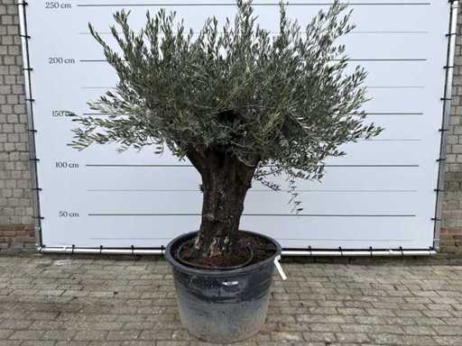 Olijfboom Old Skin - Olea Europaea - 100 jaar oud - hoogte ca. 220 cm