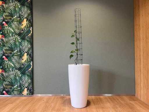 hydroponic plant in plastic pot