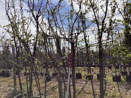 Cireș japonez - Copaci cu mai multe tulpini (3x)