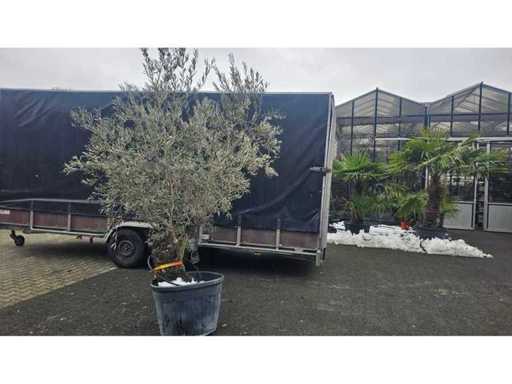 Bonsai exclusiv de măslin - 100 de ani - Olea europaea