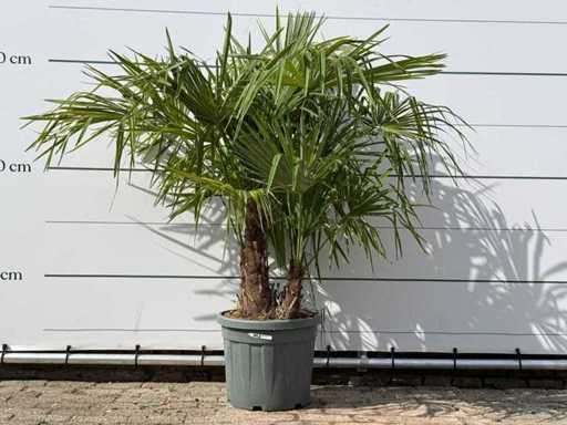 Triple tronc en éventail chinois - Trachycarpus Fortunei - hauteur environ 150 cm