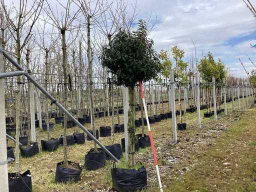 Laurul portughez - Arbori veșnic verzi