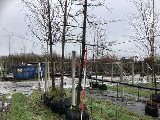 Buk orientalny – drzewo alejne