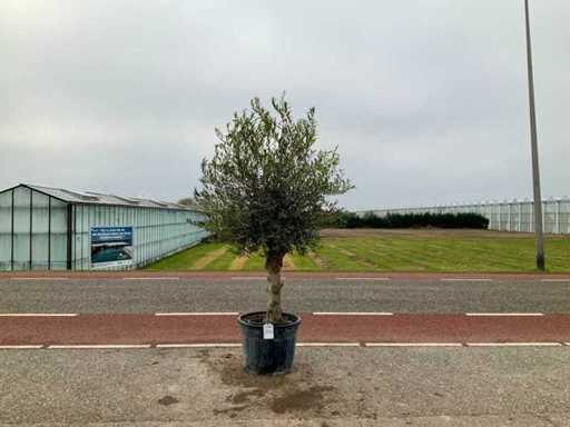 Olijfboom (Olea Europaea Lessini)