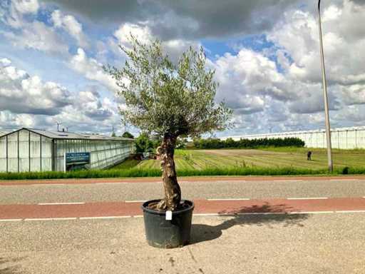Drzewo oliwne (Olea europaea lessini)