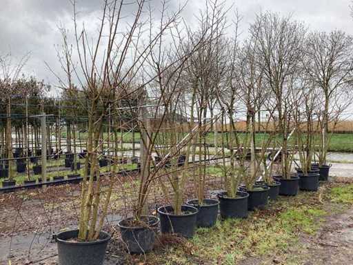 Gelso - Alberi a più steli (2x)