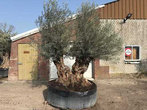Bonsaï d’olivier à double tronc XXL - Olea Europaea - 200 ans - Hauteur environ 300 cm