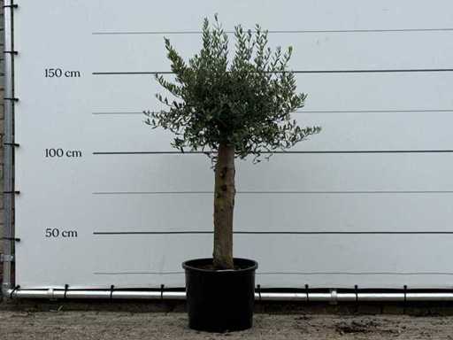 Măslinul Florida - Olea Europaea - aproximativ 25 de ani - înălțime aprox. 160 cm