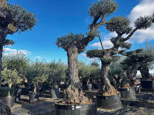 Olea Europea Pom Pom Secolare