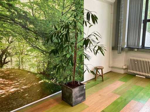 Plante hydroponique avec pot