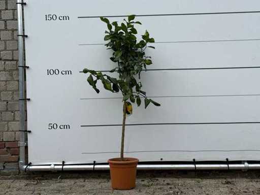 Lămâie - Limon citric - înălțime aprox. 140 cm