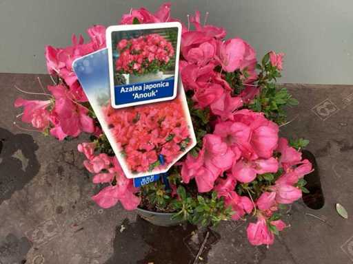 20 azalea