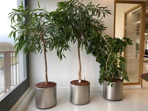 3 pianta con vaso H210