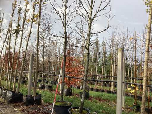 S?odka guma – drzewo parkowe (2x)