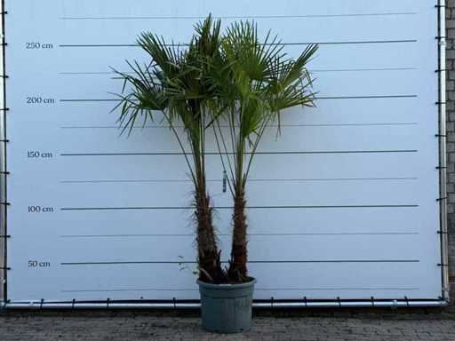 Chińska palma wachlarza z podwójnym łodygą XL - Trachycarpus Fortunei - wysokość ok. 250 cm