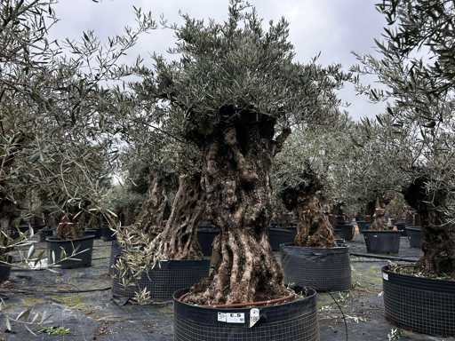  OLEA EUROPEA SECOLARE  