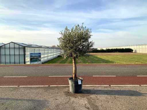 Olijfboom (Olea Europaea Lessini)