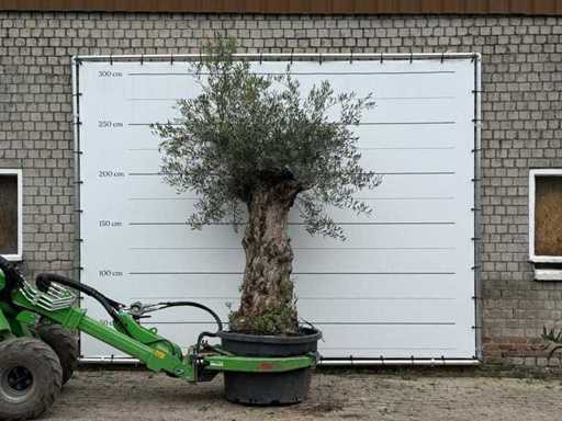 Bonsaï d’olivier - Olea Europaea - environ 80 ans - hauteur environ 280 cm