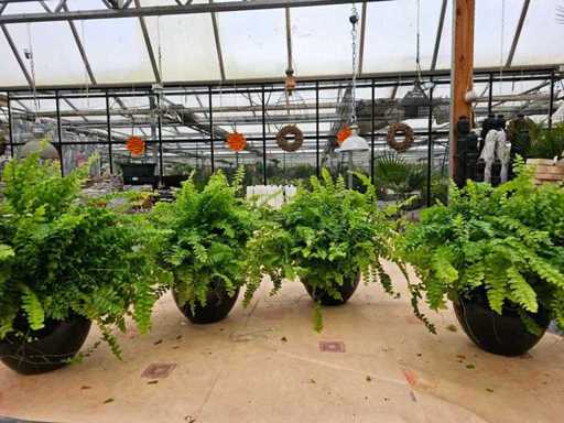 Exclusieve set van 4 binnenvarens in glanzend zwarte plantenbakken