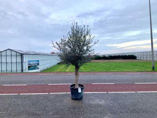 Măslinul (Olea Europaea Lessini)