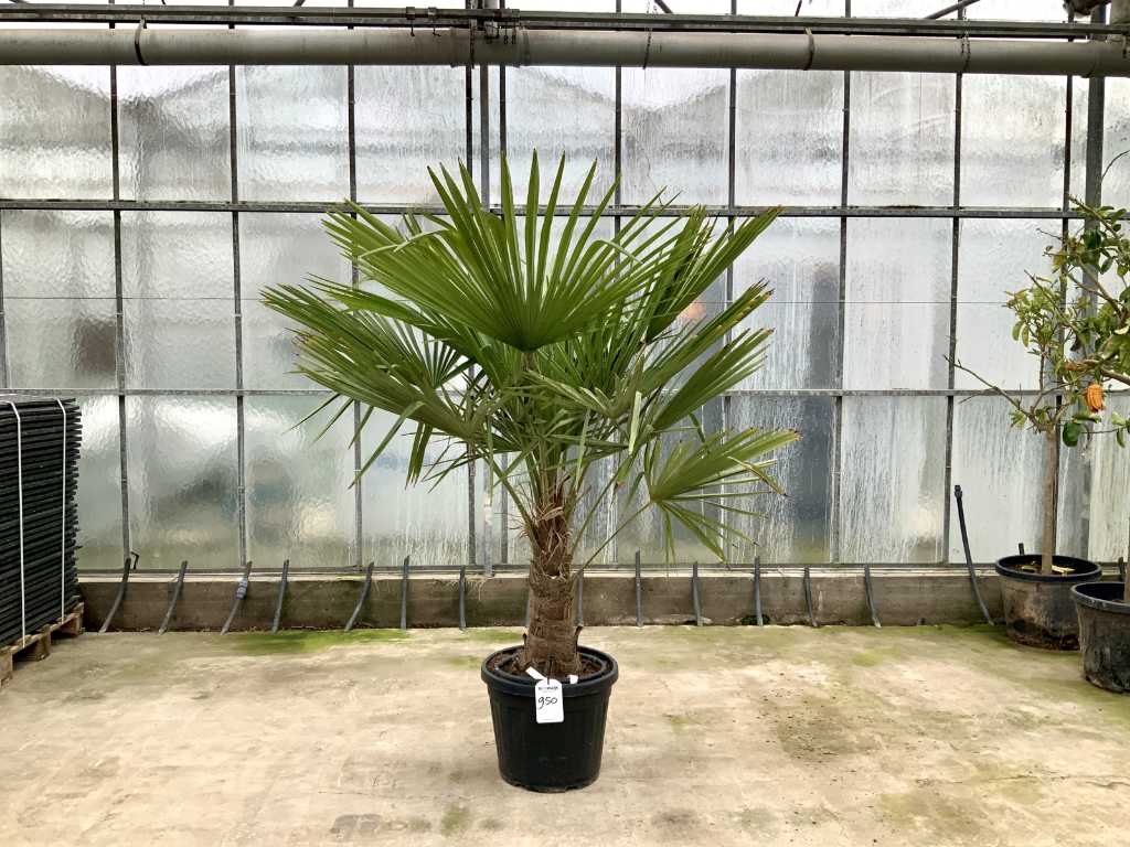 palmboom (Trachycarpus Fortunei)