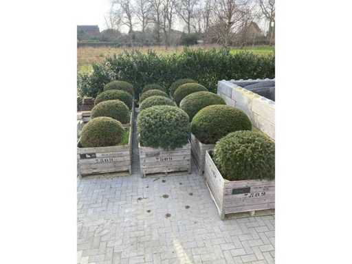 13 stuks taxusbollen in bakken