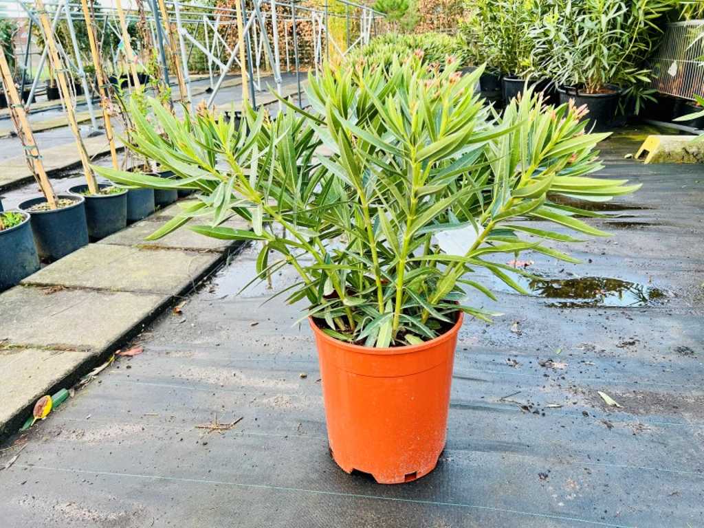 oleander color yellow, height 60/80cm