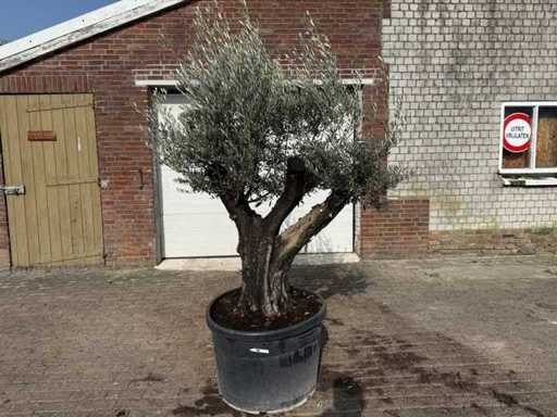 Olivier à vieille peau ramiculée - Olea europaea - 100 ans - hauteur environ 230 cm