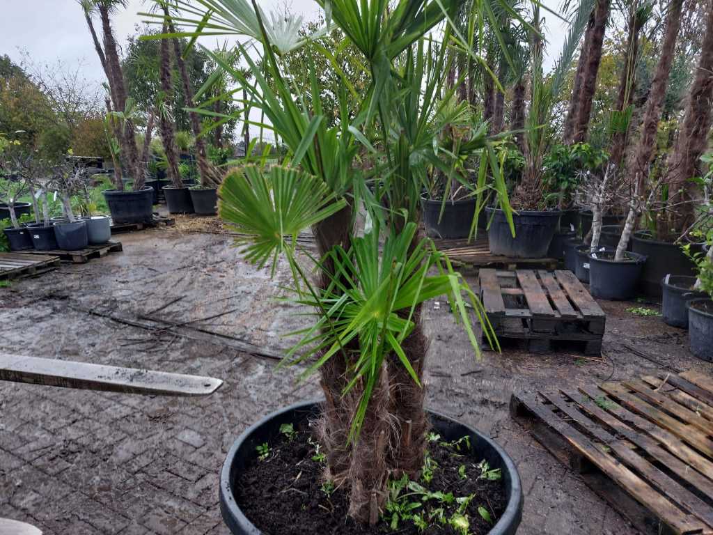 Hemp palm in pot (hardy)