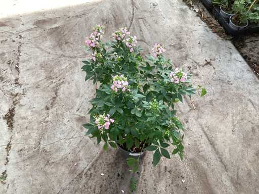 Vaste planten cleoma(40)