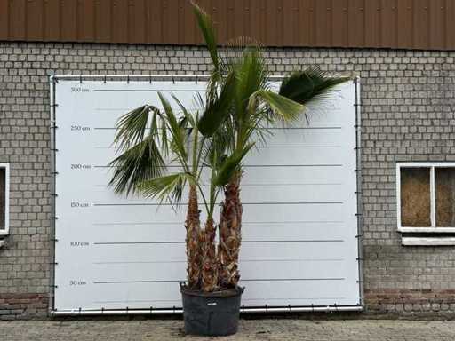 Mexican fan palm multi-stemmed - Washingtonia Robusta - height approx. 280 cm
